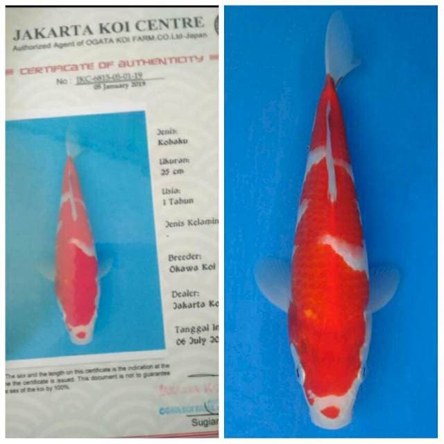 Okawa Kohaku