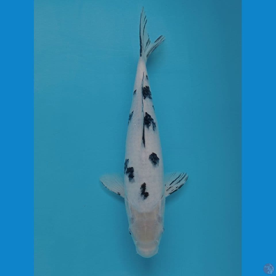 BEKO 34 CM