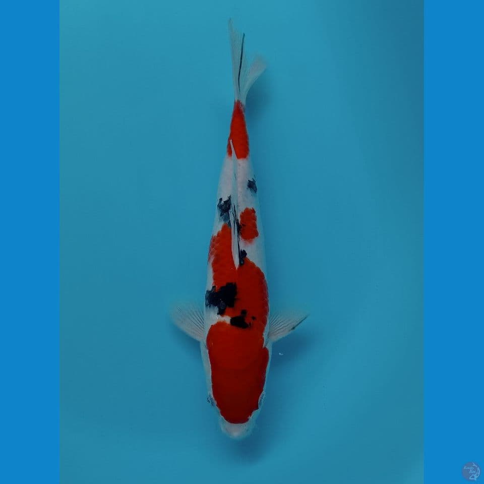 SANKE 32 CM