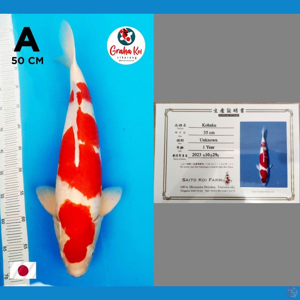 Jumbo Kohaku Strong Import 50cm