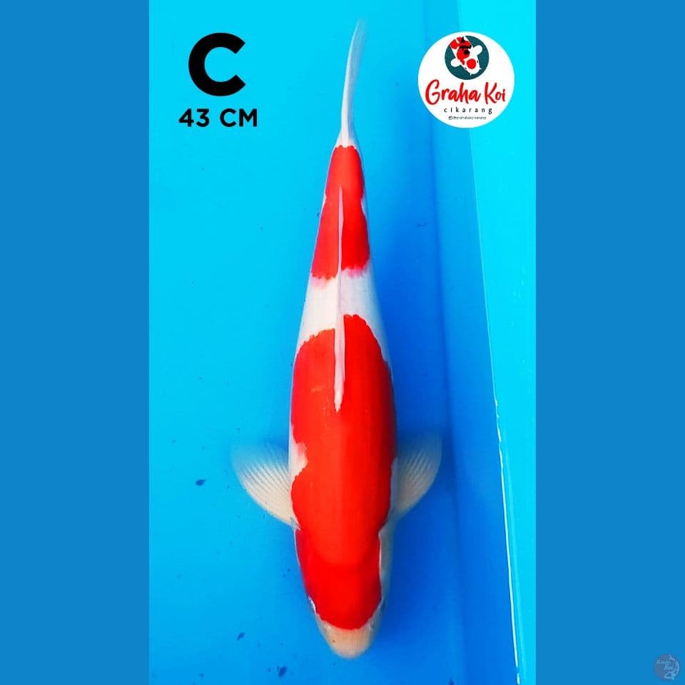 kohaku strong 43cm