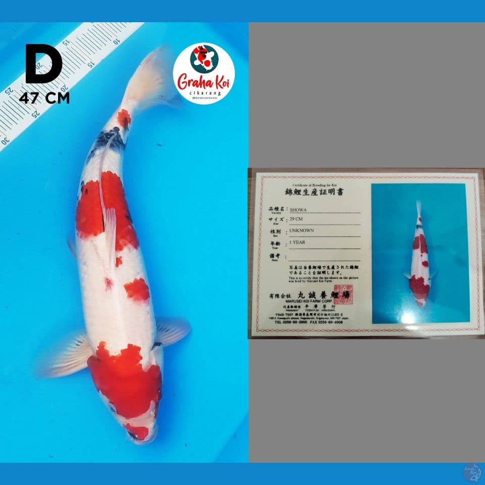 kindai showa asik import 47cm