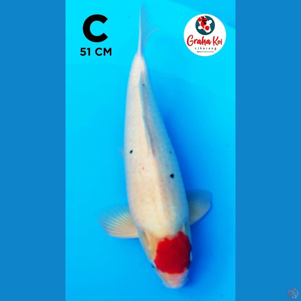 Tanco Bulky Jumbo 51cm