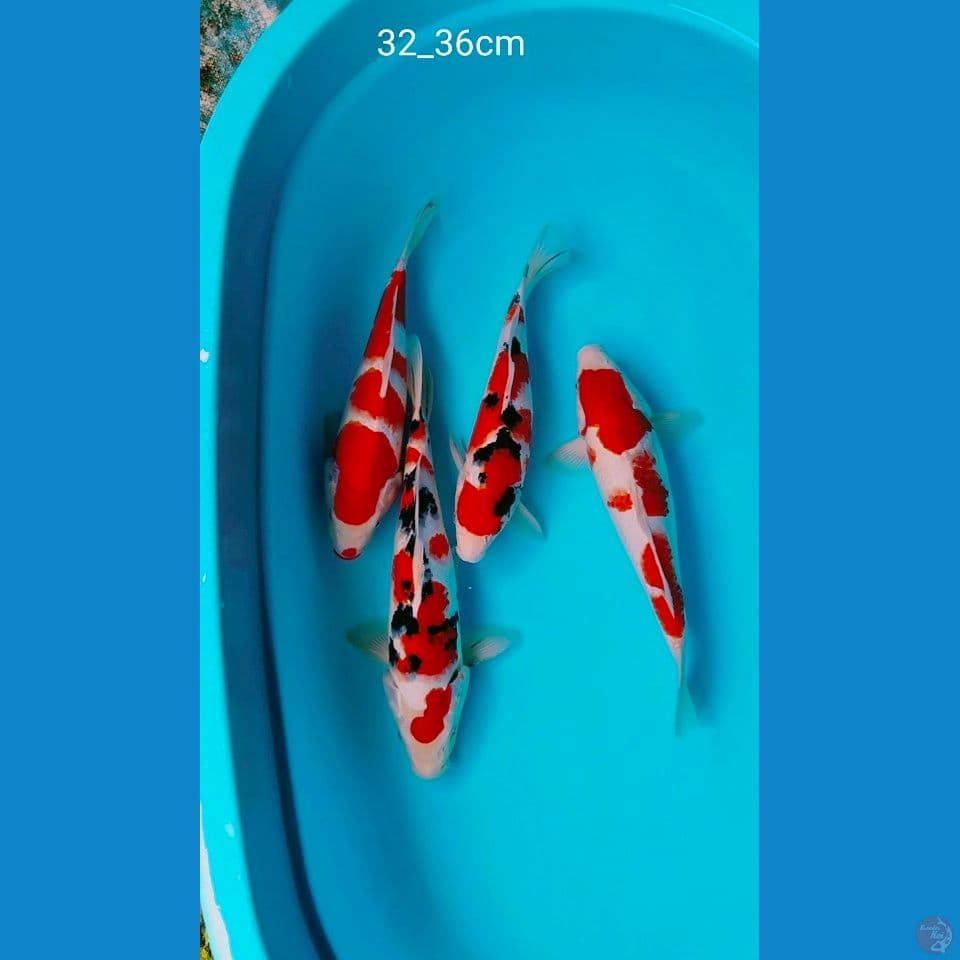 sq 32_36cm