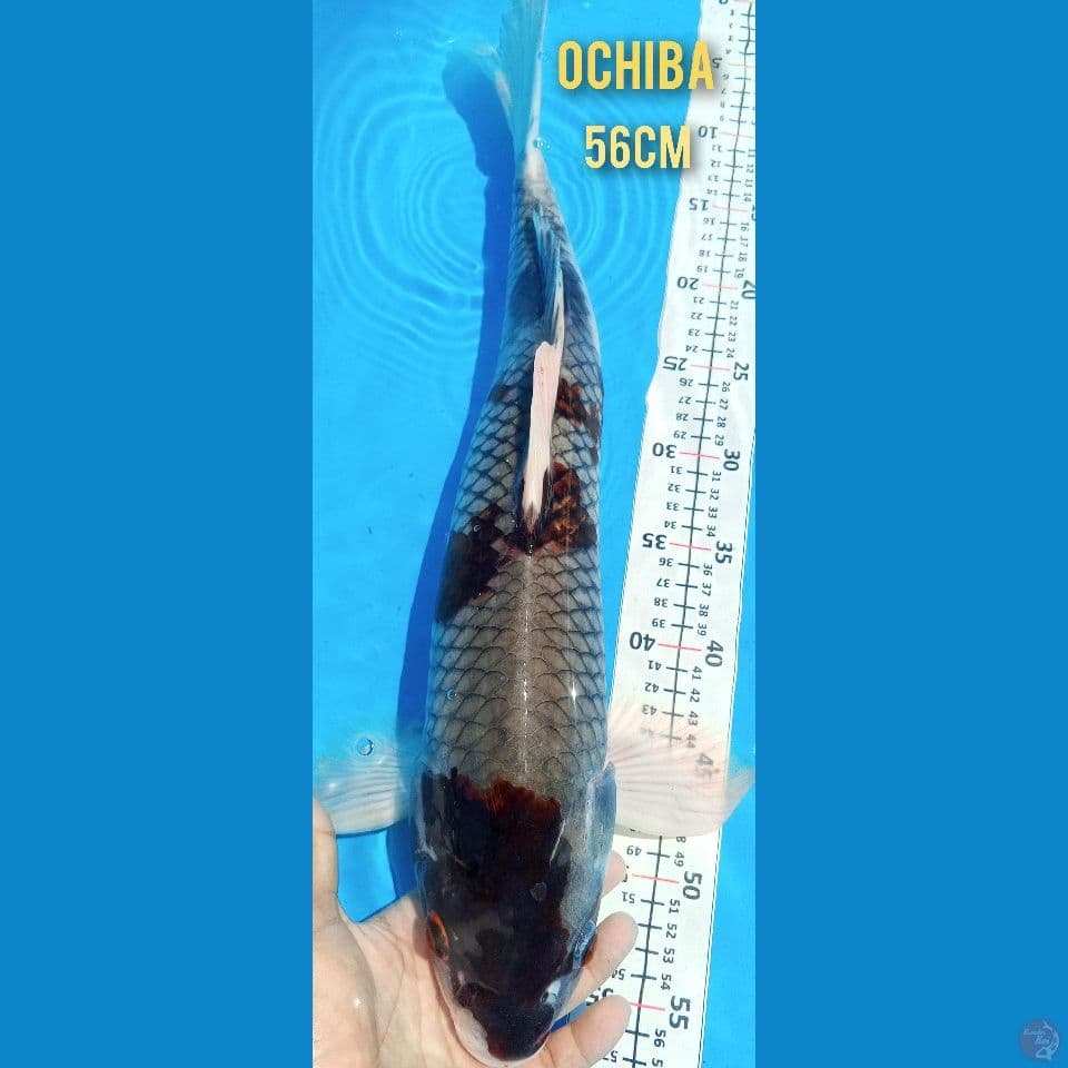 ochiba