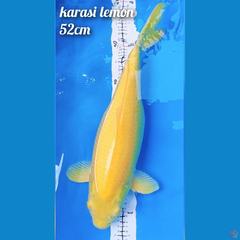 karasi lemon