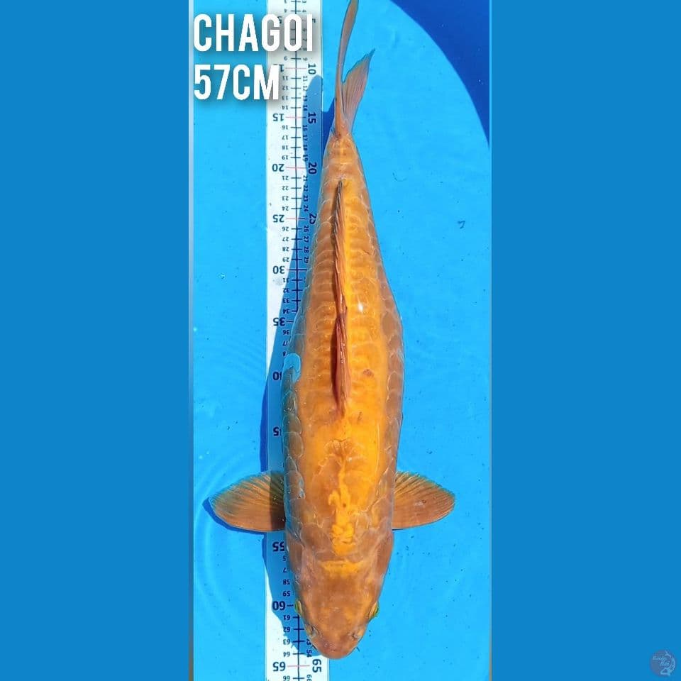 Chagoi Aragoke sisik naga