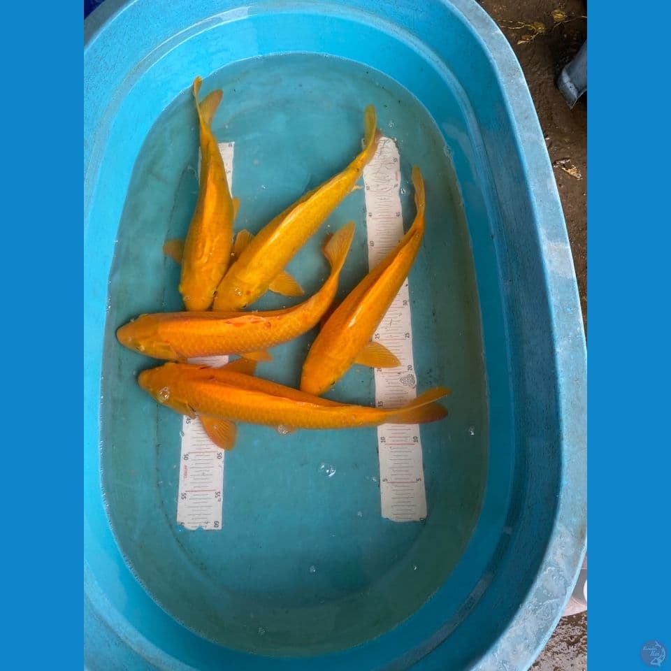 v3 paket 5 ekor karashi 40,40,42,43,43