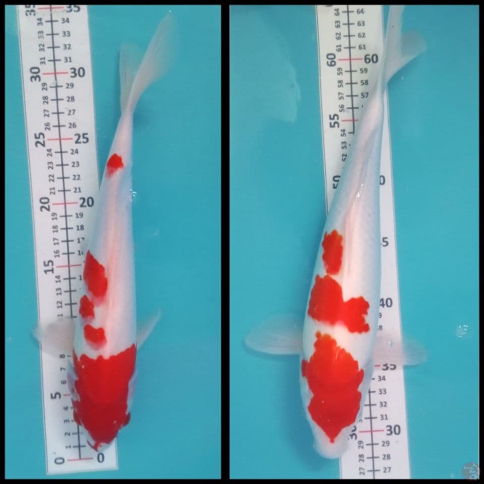paket 2 ekor kohaku