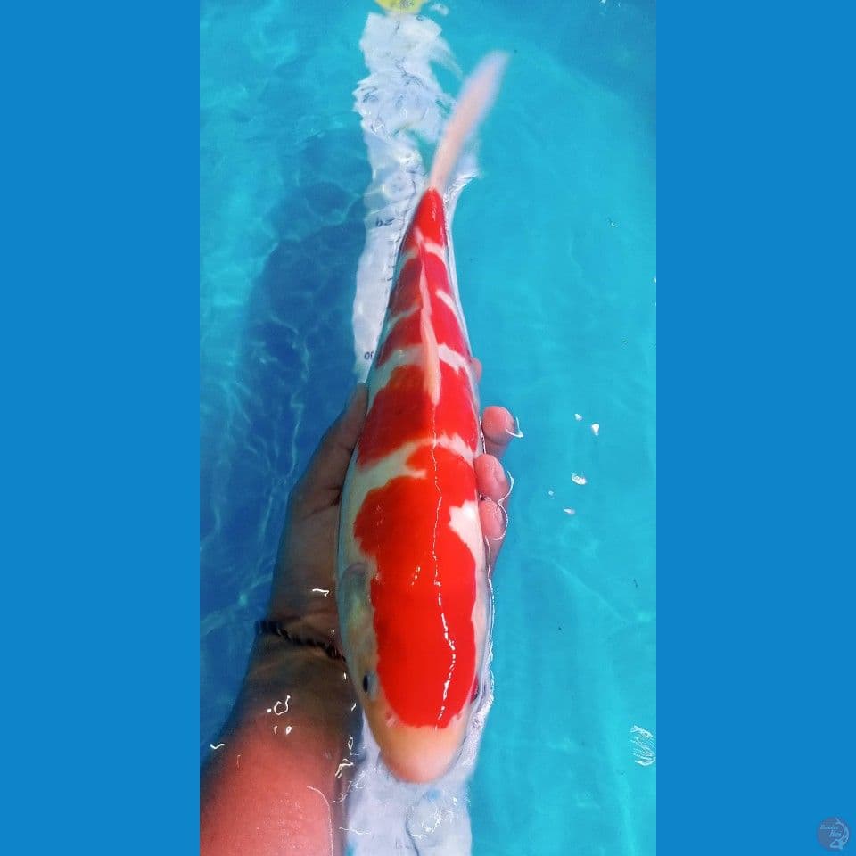 kohaku 5 step