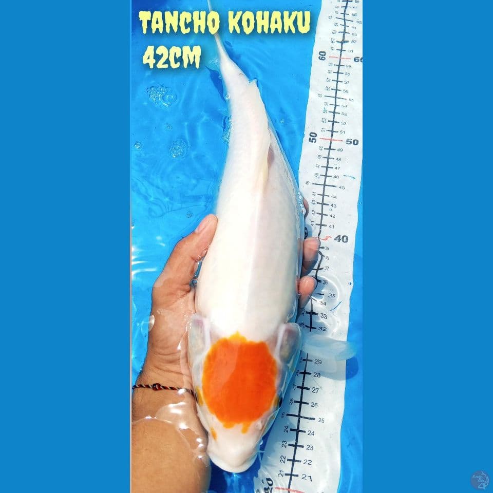 tancho kohaku
