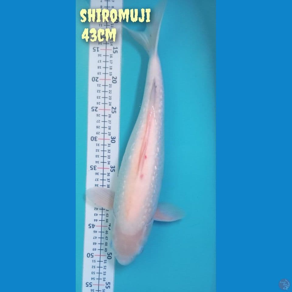 shiromuji