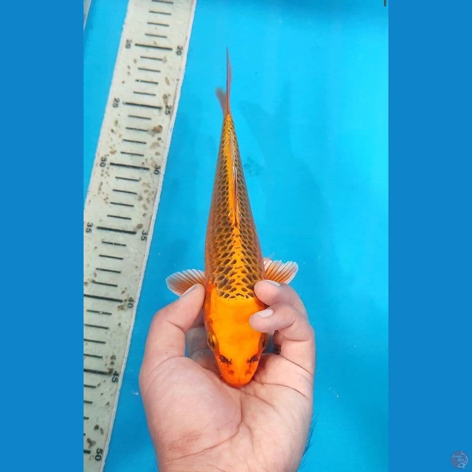 Menyalaa 22 cm