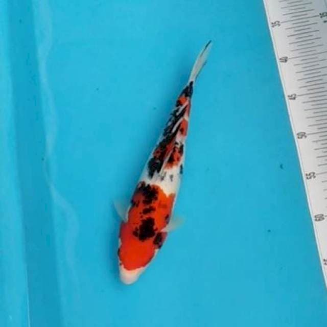 Sanke tajam 28cm