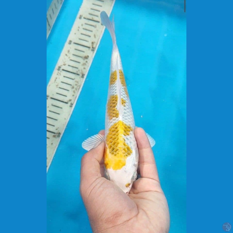 Mulus 24 Cm
