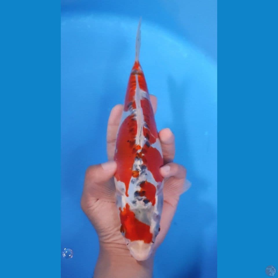 SB KIKO 25CM - FEEMALE