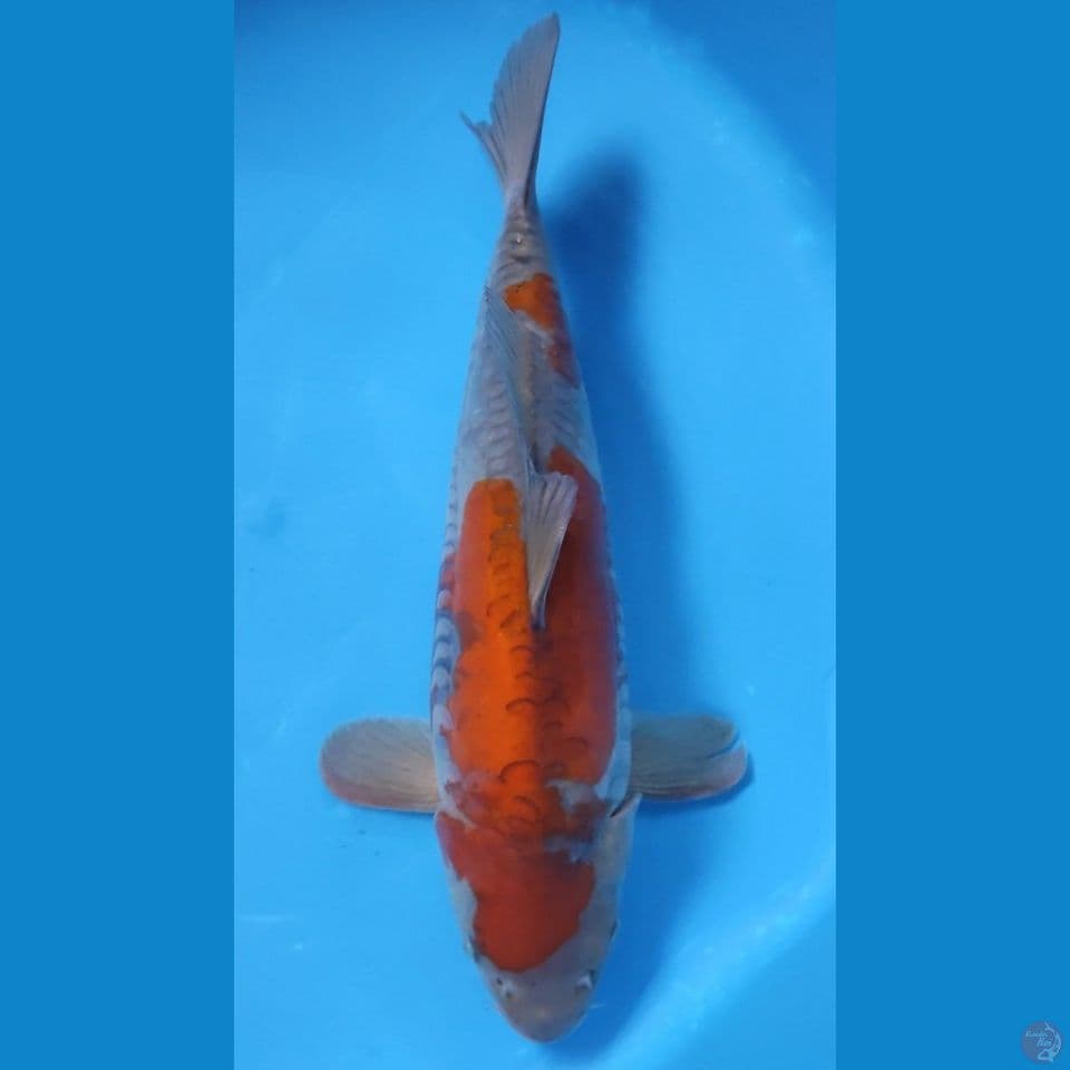 OCHIBA ARAGOKE HQ 35CM - FEEMALE