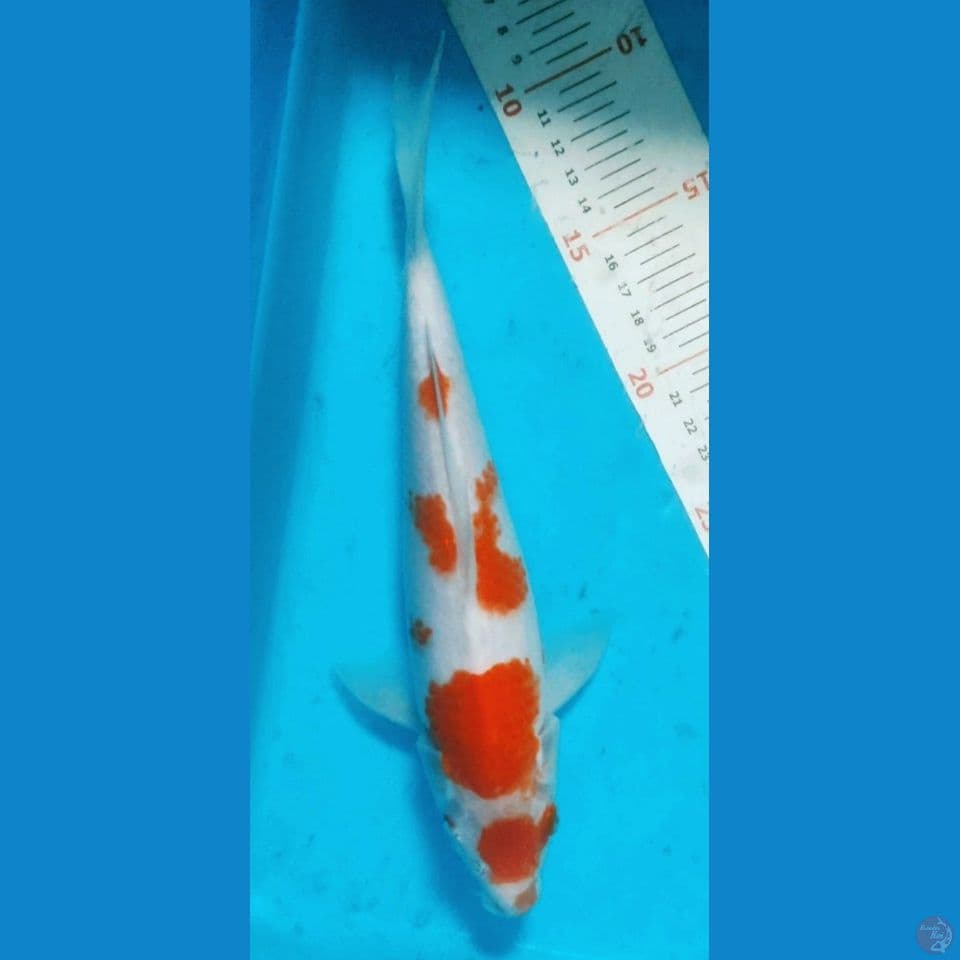 kohaku 27cm. male