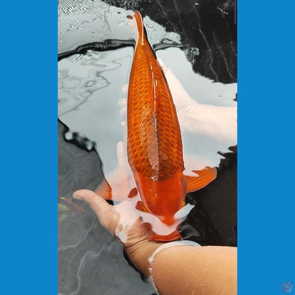 karamel 43 cm jantan