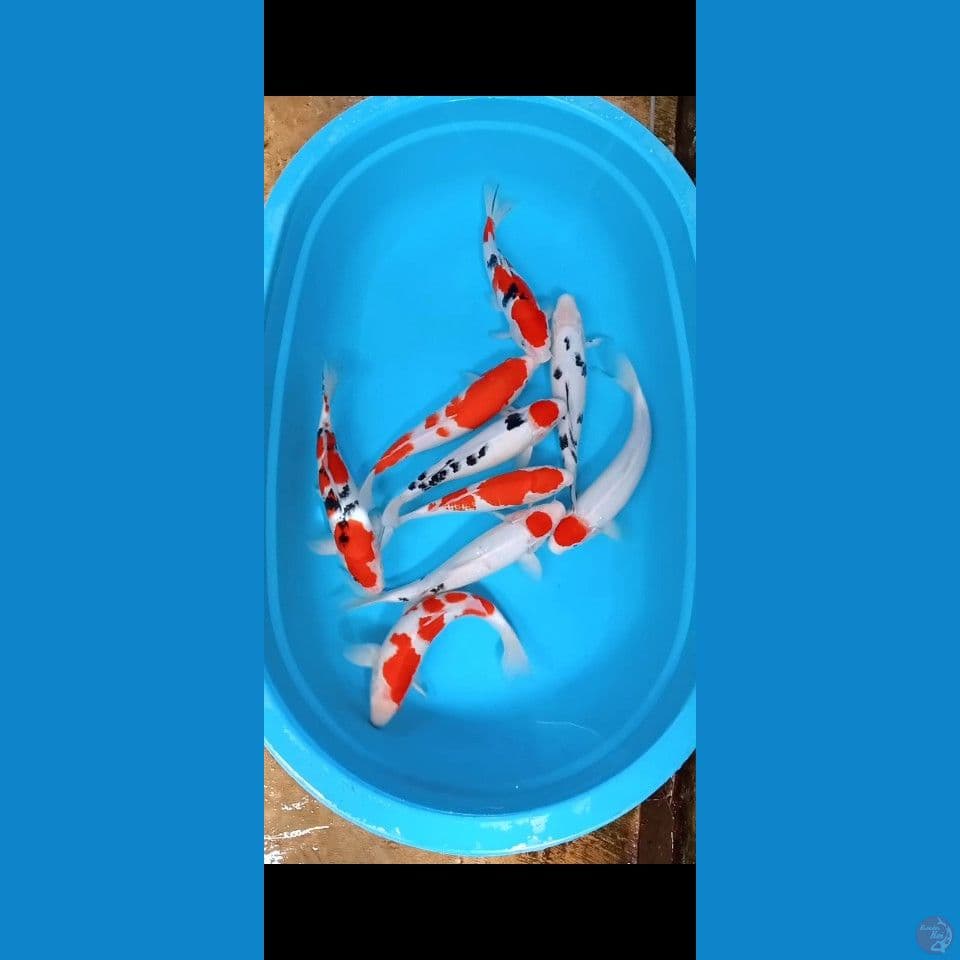 28-34 CM 9 EKOR