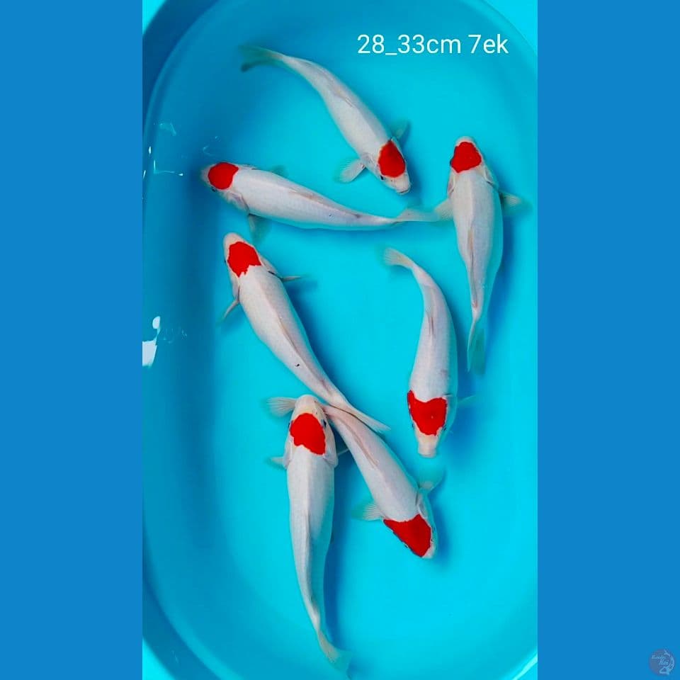 orijinal 28_33cm 7ek