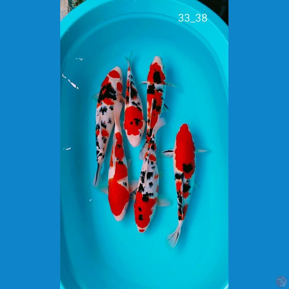 sanke 33_38cm 6ek
