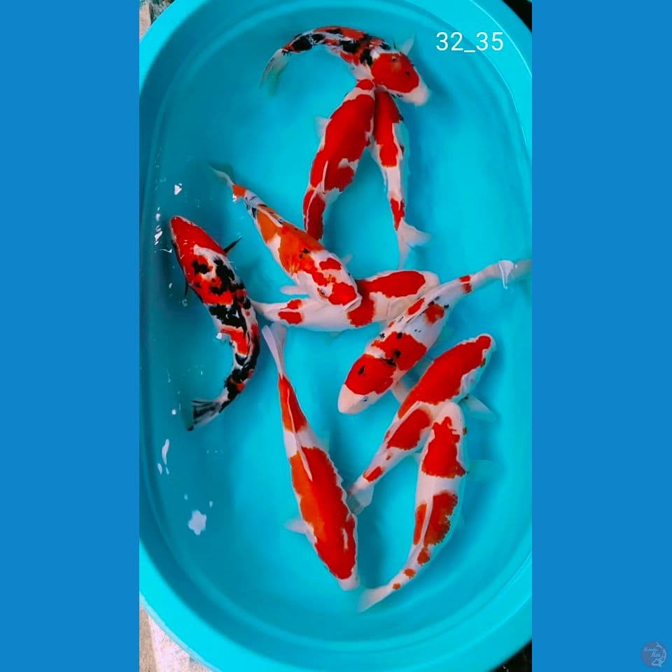 10ek 32_35cm