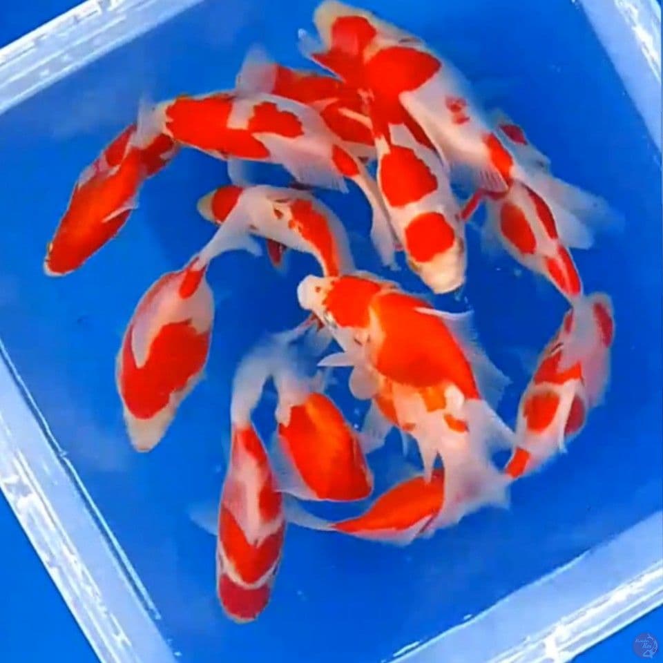 Tamasaba 8-11cm 15ekor