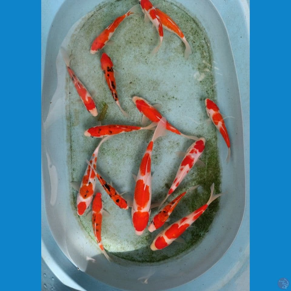 paket 15 ekor