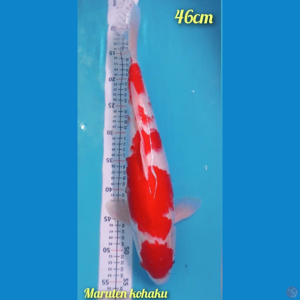 Kohaku Maruten