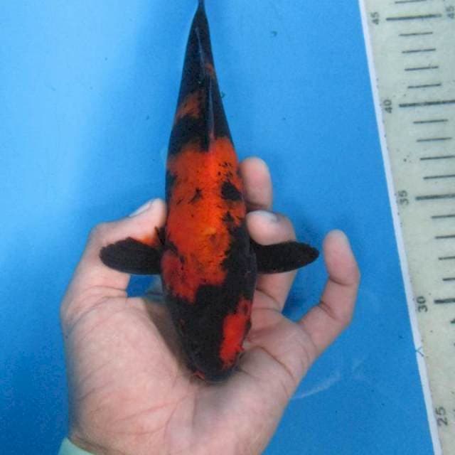 Baby Hiutsuri