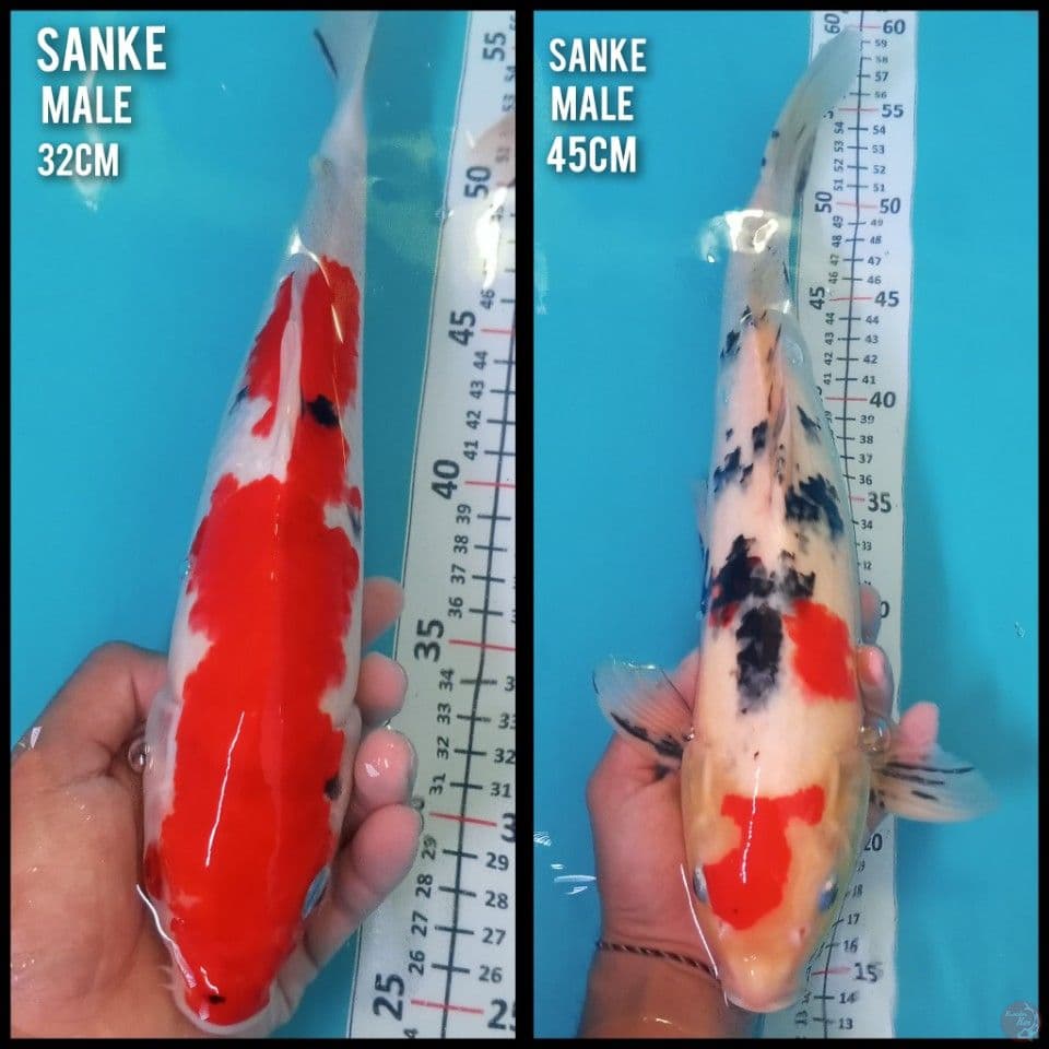 paket 2 ekor sanke