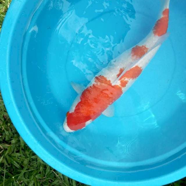 Jumbo kohaku 51 cm