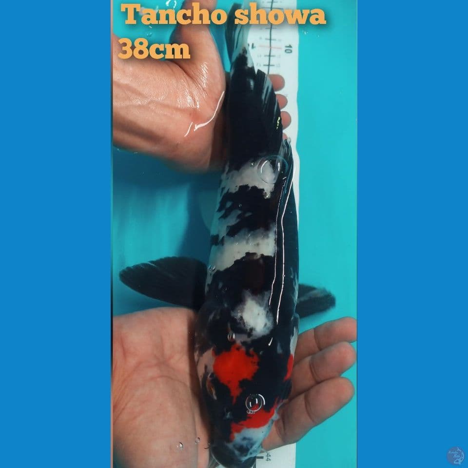 Tancho Showa