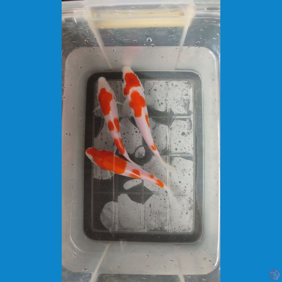 kohaku skin halus bahan keeping 15cm