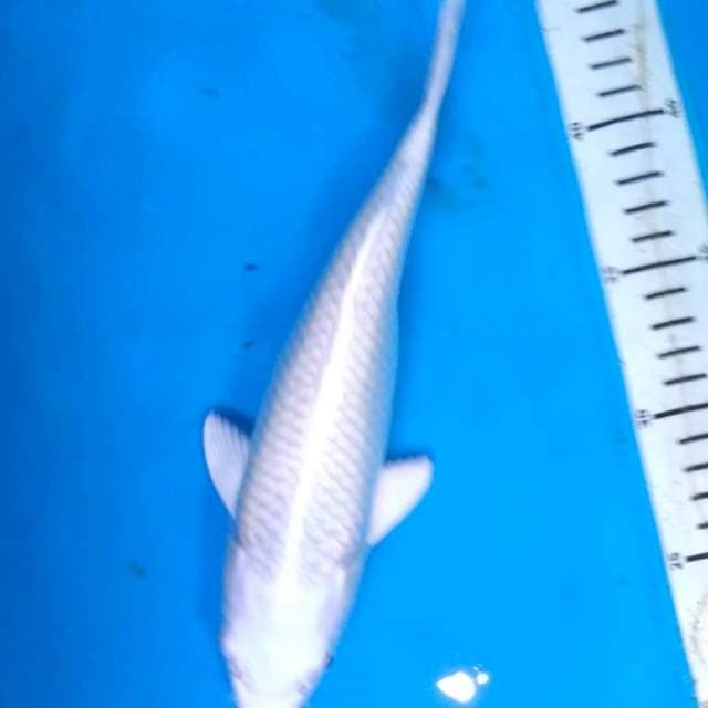 Platinum