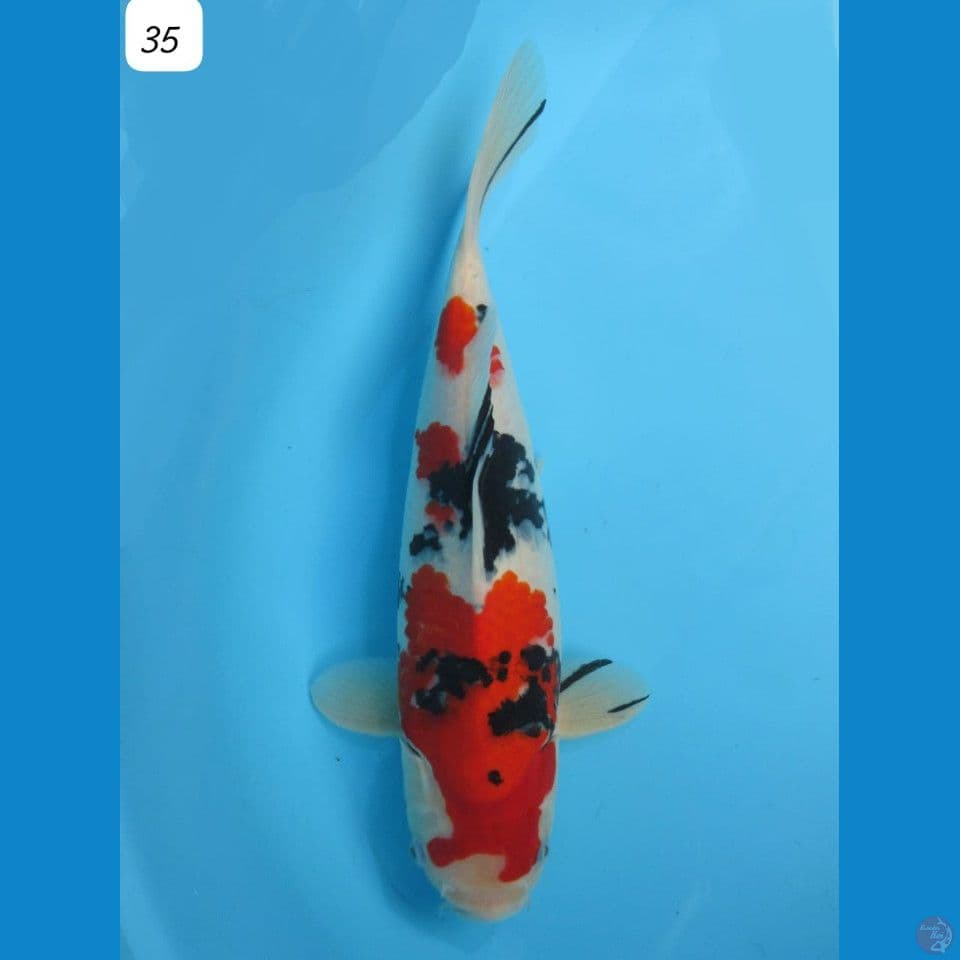 35cm - sanke