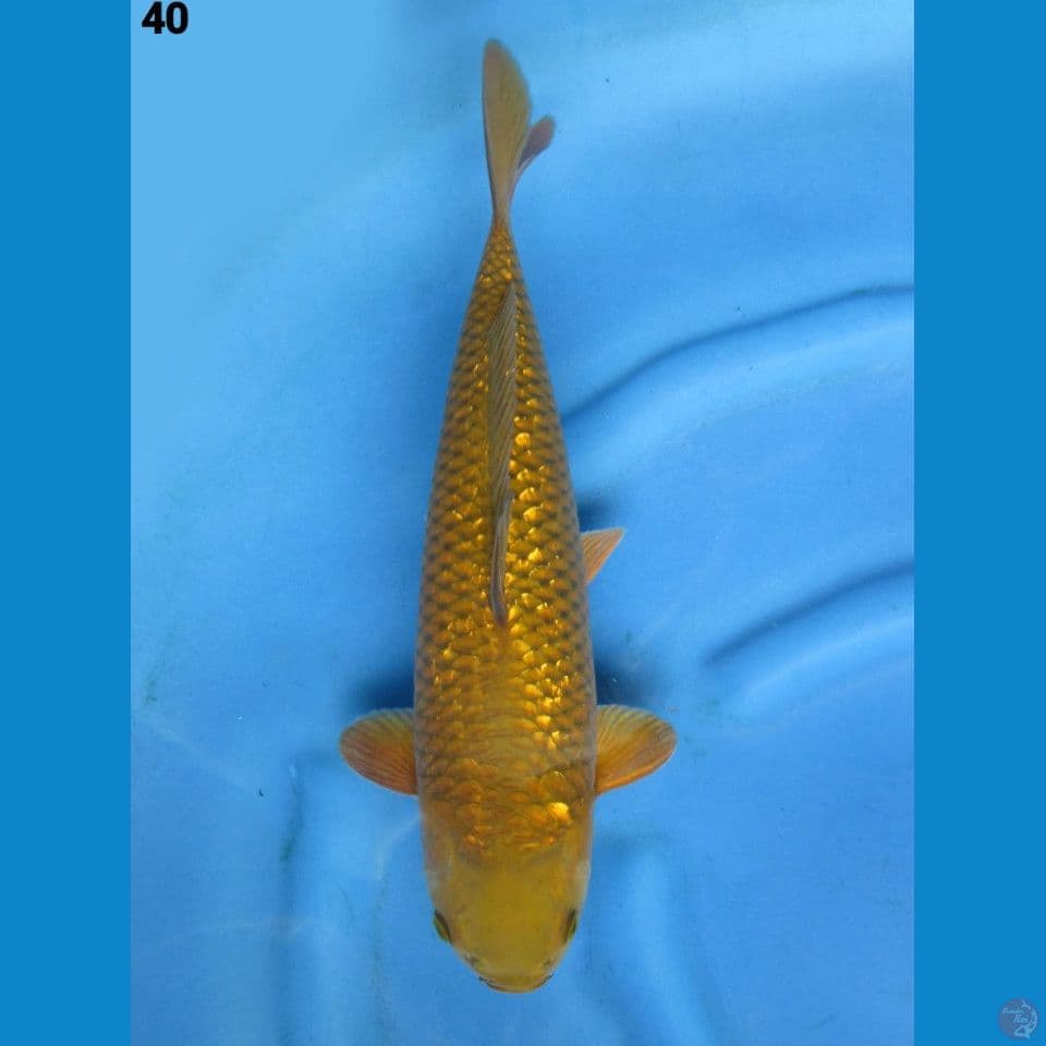 40cm - midori