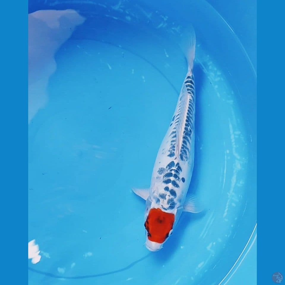 Tanco 38 cm