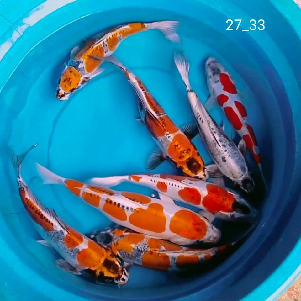 super benikiko 27_33cm