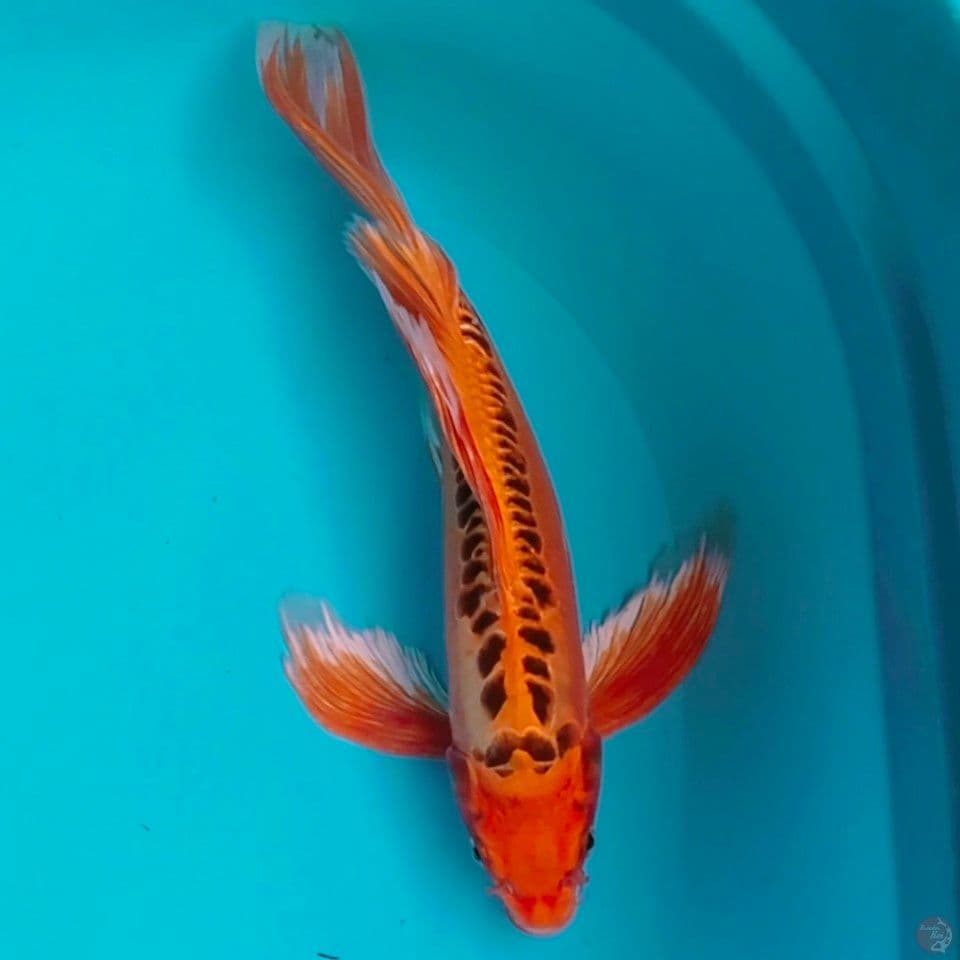 gondrong male 35cm