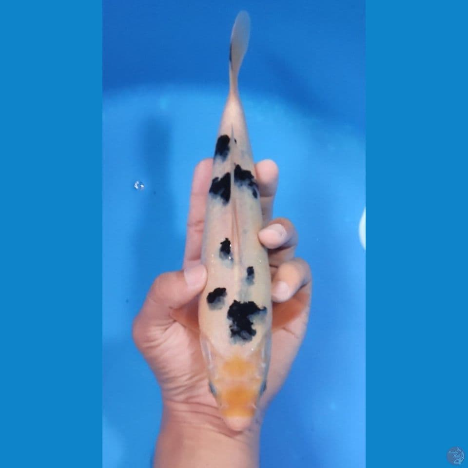 BEKKO 25CM - MALE