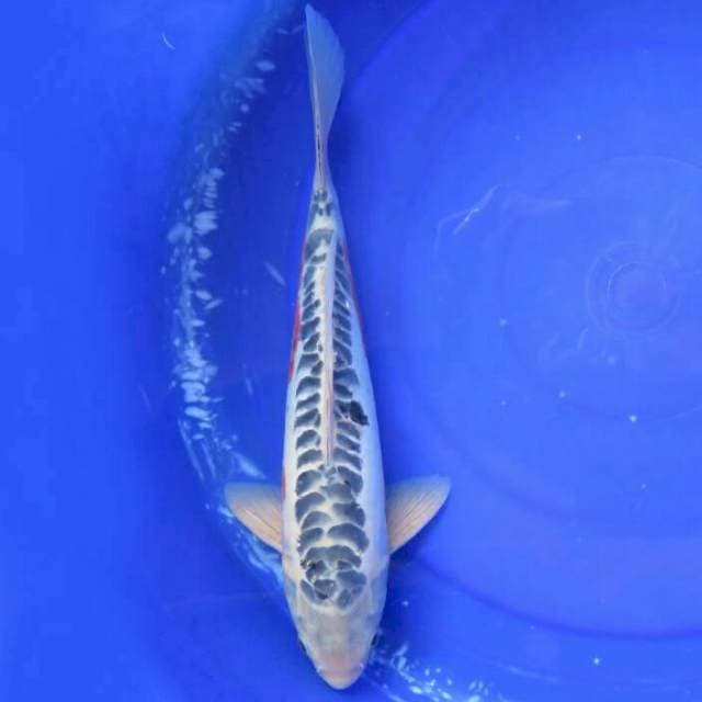 F1 Shusui Jumbo Male - 37cm