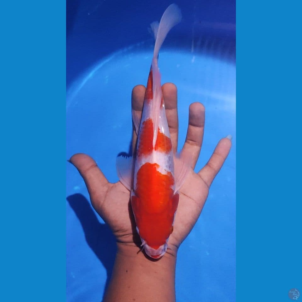kumpay kohaku