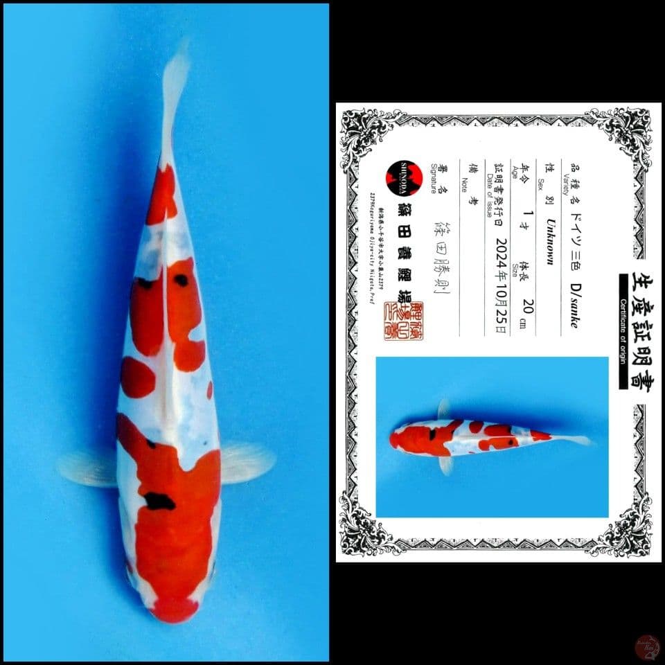 20cm - Sanke Doitsu Import
