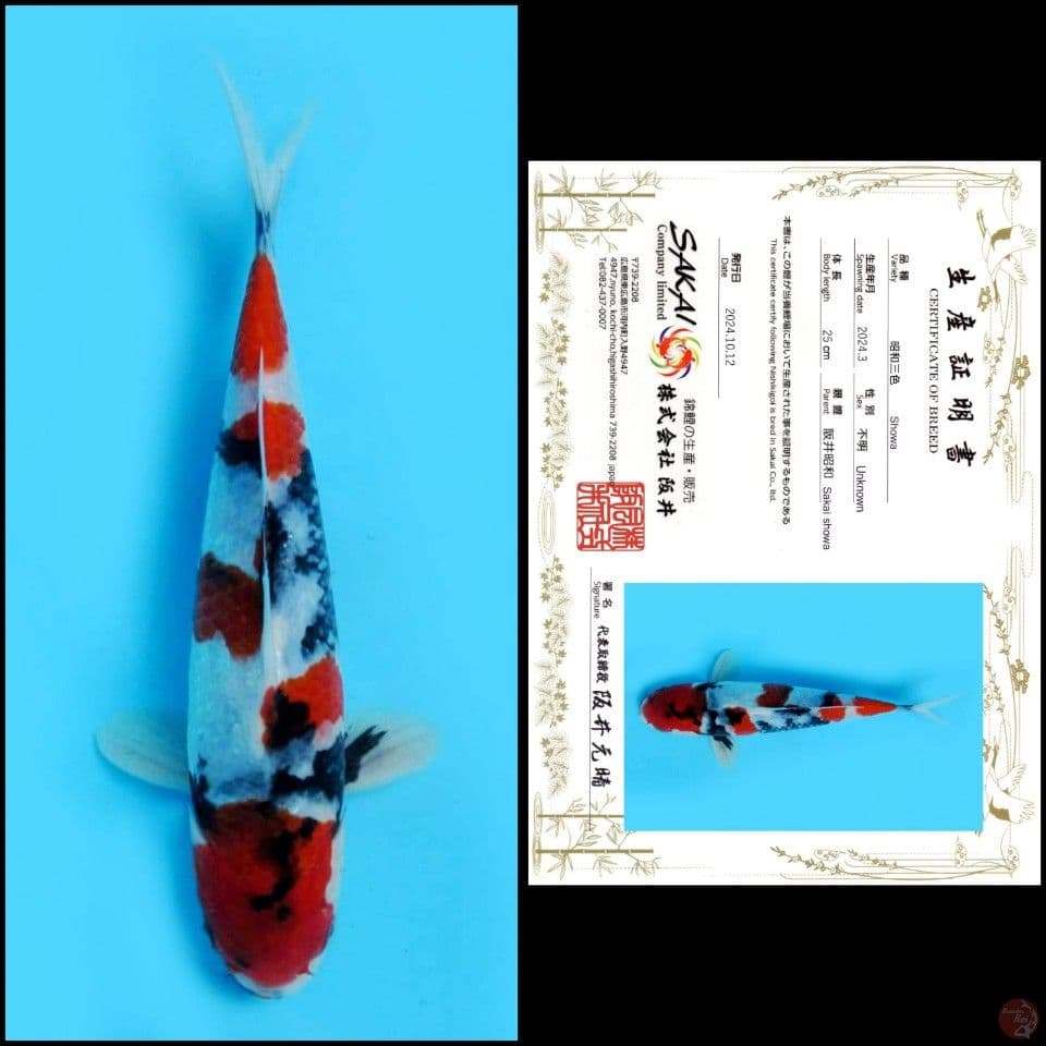 25cm - Showa Import