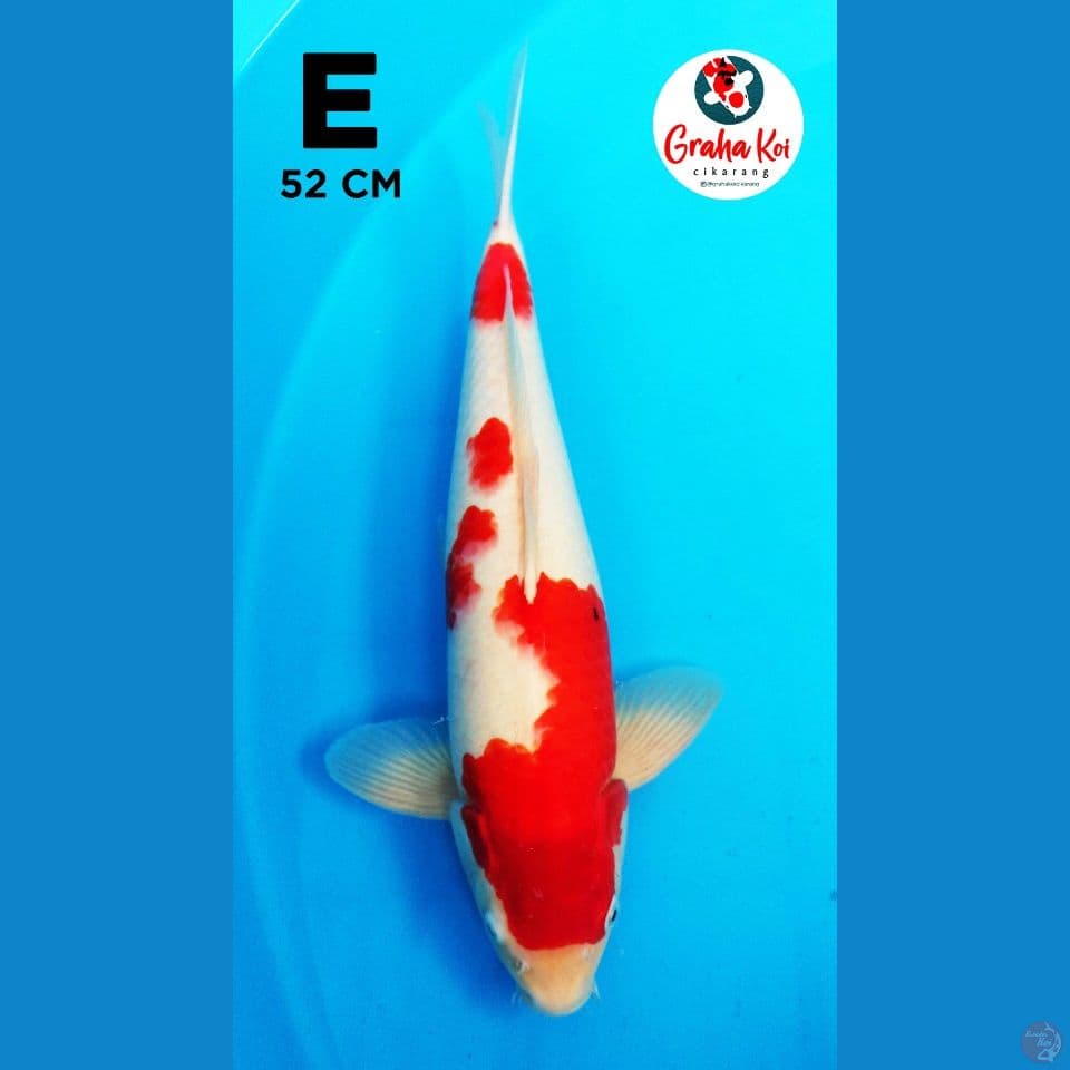 Jumbo Kohaku 52cm