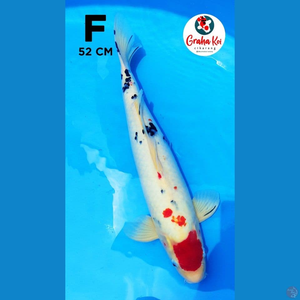 Tanco Sanke Jumbo 52cm
