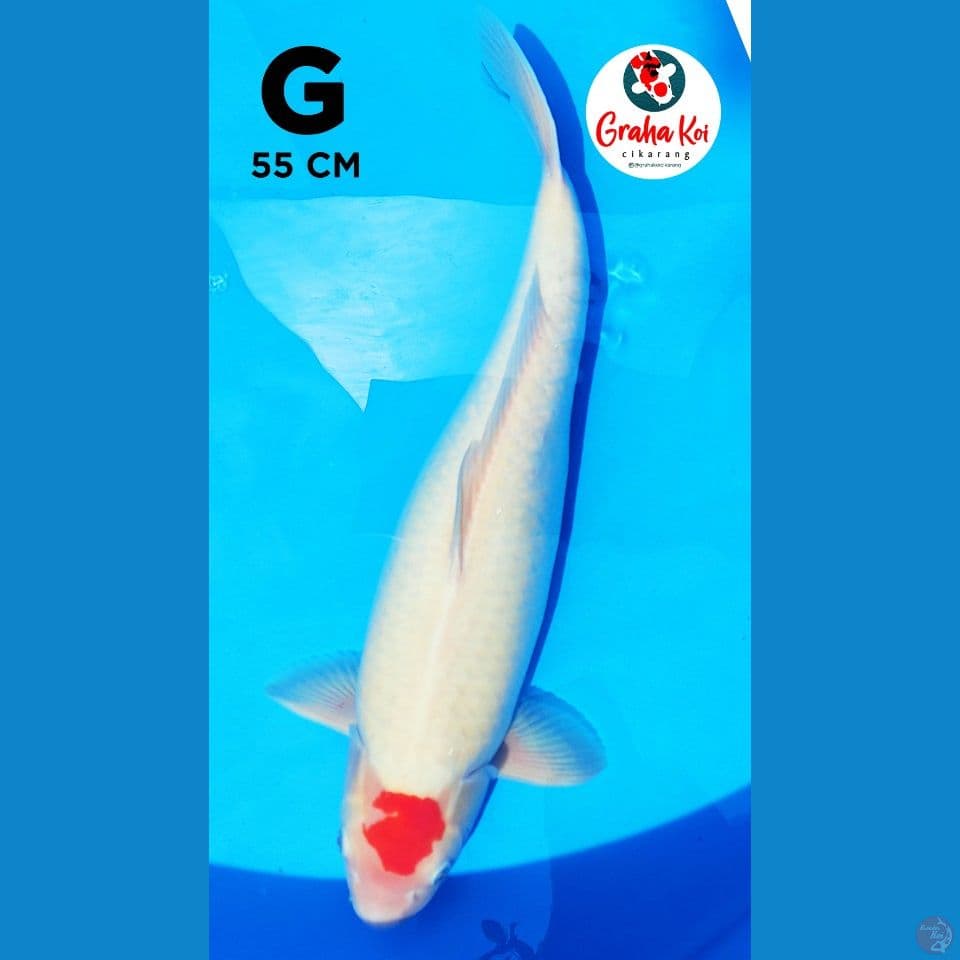 Tanco Jumbo 55cm