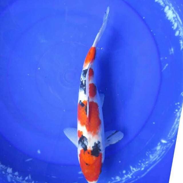 Jumbo Sanke Pola Original Female - 37cm